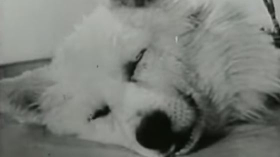 Russian Dog Head Experiment